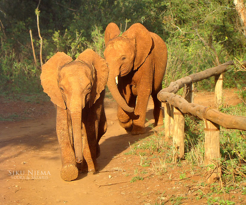 Elephant orphans coming back to the David Sheldrick Orphanage n the evening